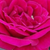 Vörös - Törpe - mini rózsa - Ciklámen